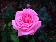 グレース ドゥ モナコ.jpg