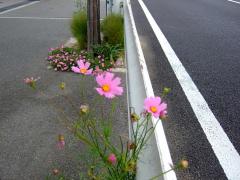 コスモス.jpg