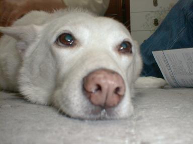 chicchi2