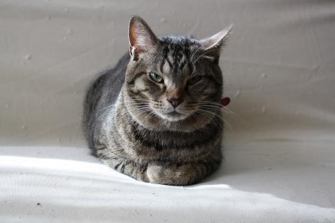 IMG_0638 ミーミー.JPG