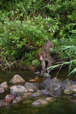 野生のニホンザル２