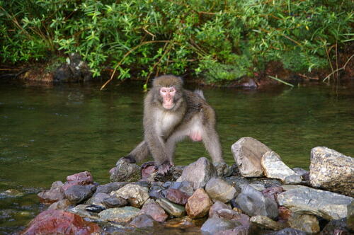 野生のニホンザル３