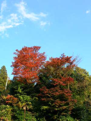 momiji