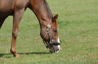 マチカネタンホイザ