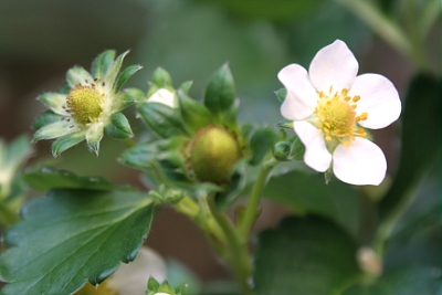 イチゴの花