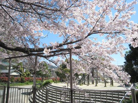 21.4公園の桜.JPG