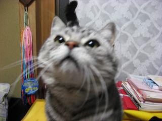 プリン.JPG