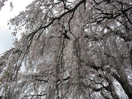 しだれ桜２.JPG