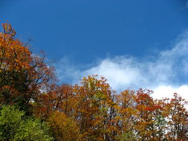 紅葉.JPG
