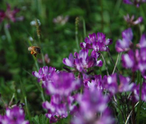 ０ 175・ミツバチ18%.jpg