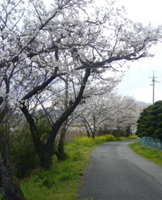 ４／３川土手の桜.JPG