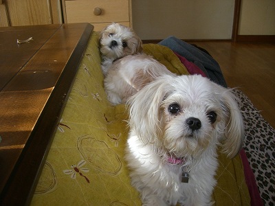 りんまる５ 482.jpg