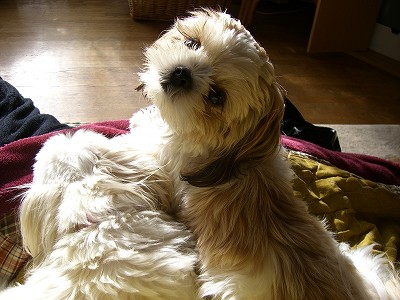 りんまる５ 526.jpg