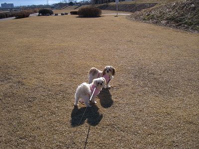 りんまる５ 532.jpg