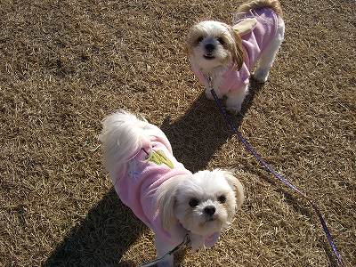 りんまる５ 537.jpg