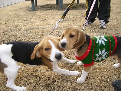 りんまる５ 551.jpg