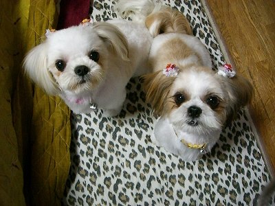 りんまる５ 570.jpg