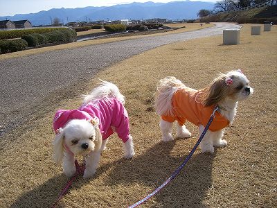 りんまる５ 610.jpg