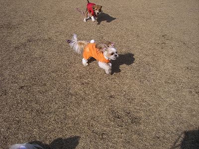 りんまる５ 619.jpg