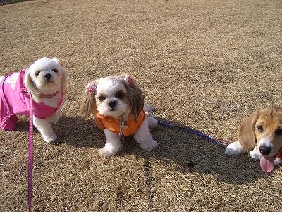 りんまる５ 624.jpg