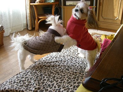 りんまる５ 595.jpg