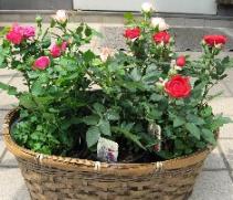 rose02