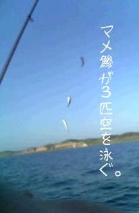 あじ3連.JPG