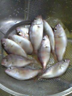 子鯛10匹.JPG
