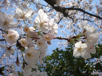 P4桜７.JPG