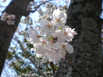 P4桜８.JPG