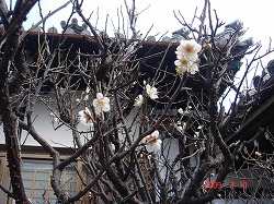 090211休日の食事と墓参り 001.jpg