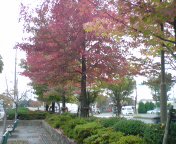 20081103白水紅葉.jpg