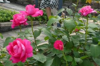 薔薇３