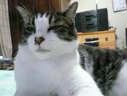 みゃー 527.jpg