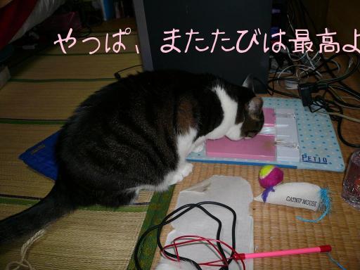 またたび大好き