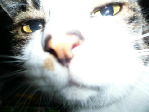 ぶさいくみゃー