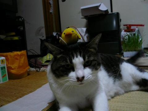 ぴよこと・・・