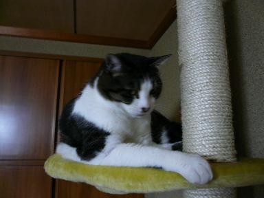 キャットタワー上段