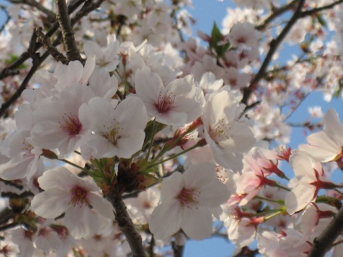 画像 052 4.12 2009.jpg