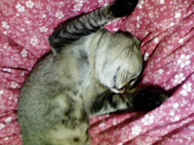 ジャガーの寝姿