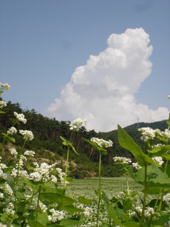 蕎麦の花と入道雲