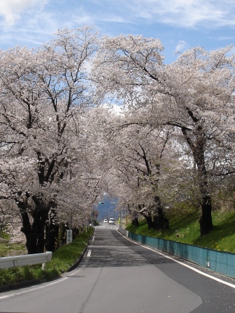 桜のトンネル