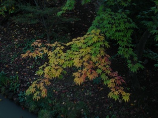 津金寺の紅葉