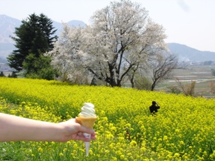 菜の花ソフト