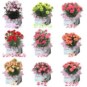 カーネーション３