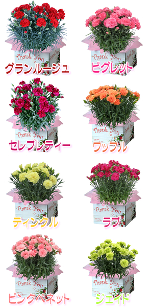 カーネーション１