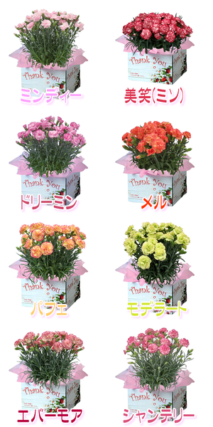 カーネーション２