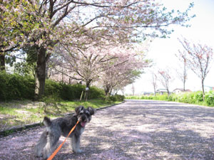 090411お花のじゅうたん.jpg