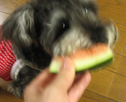 pecoごはん080705.jpg
