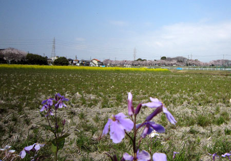 100404のどかな風景.jpg